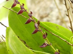Stelis maxima