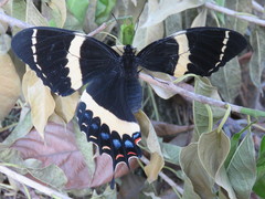 Papilio garamas garamas