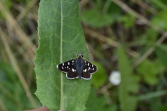 Carterocephalus