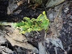 Crocodia