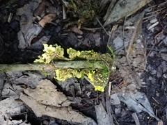 Crocodia