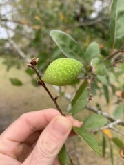 Amphibolips quercuscinerea