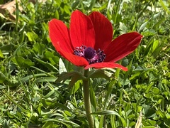 Anemone coronaria