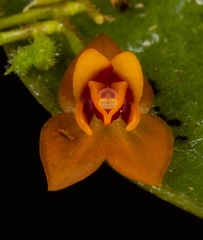 Lepanthes