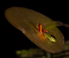 Lepanthes