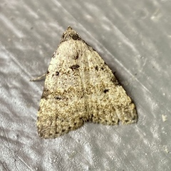Tolpia conscitulana