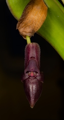Orchidaceae