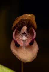 Orchidaceae