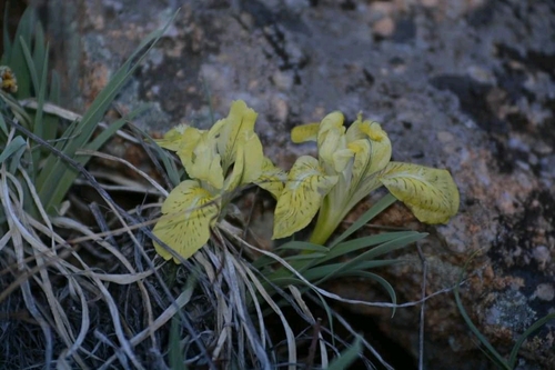 Image of Iris potaninii by (c) Ochirnima Nimaev, some rights reserved (CC BY)