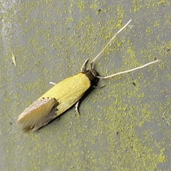 Opogona protodoxa