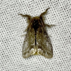 Urocoma marginalis