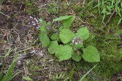 Plectranthus grallatus