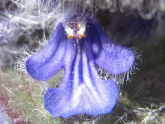 Ajuga multiflora