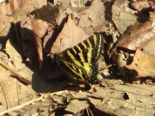 Princess Gifu Butterfly
