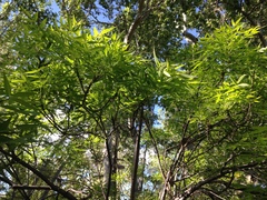 Fraxinus angustifolia oxycarpa