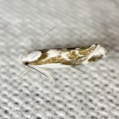 Lichenaula laniata
