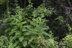 Berkheya montana