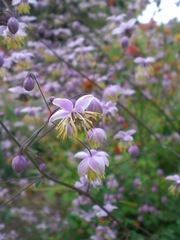Thalictrum delavayi