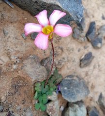 Oxalis inaequalis