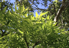 Fraxinus angustifolia oxycarpa