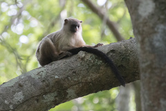 Mico melanurus
