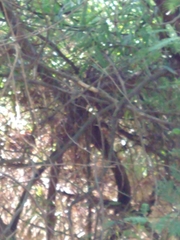 Scytalopus magellanicus