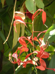 Amherstia nobilis