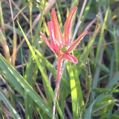 Euphorbia cuphosperma
