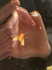 Chrysopilus quadratus