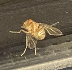 Chrysopilus quadratus