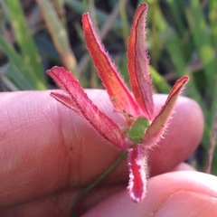 Euphorbia cuphosperma