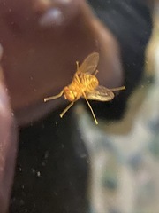 Chrysopilus quadratus