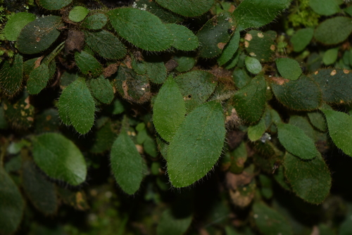 Spoon Tongue Fern (Elaphoglossum spathulatum)