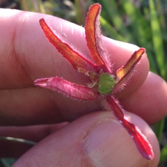 Euphorbia cuphosperma