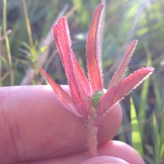 Euphorbia cuphosperma