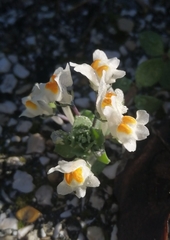 Linaria reflexa