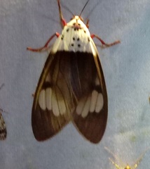Amerila crokeri