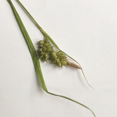 Carex pallescens