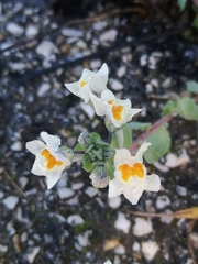 Linaria reflexa