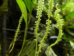 Stelis nutans