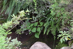 Plectranthus grallatus