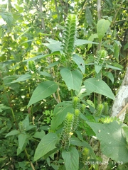Tetramerium nervosum