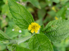 Calyptocarpus brasiliensis