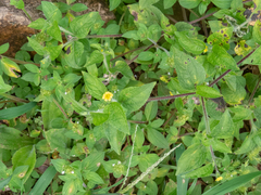 Calyptocarpus brasiliensis