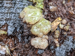 Myxarium nucleatum