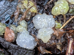 Myxarium nucleatum