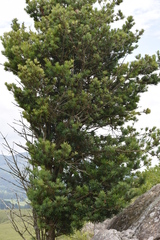 Podocarpus latifolius