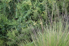 Rhynchosia caribaea