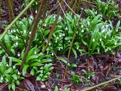 Galanthus nivalis