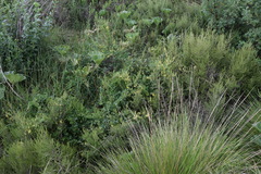 Rhynchosia caribaea